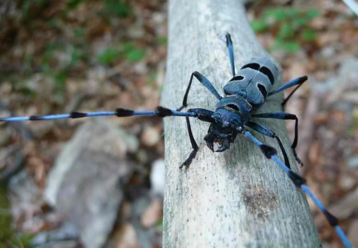ПОДДЪРЖАН РЕЗЕРВАТ ТЪМНАТА ГОРА, С. КОВАЧЕВИЦА